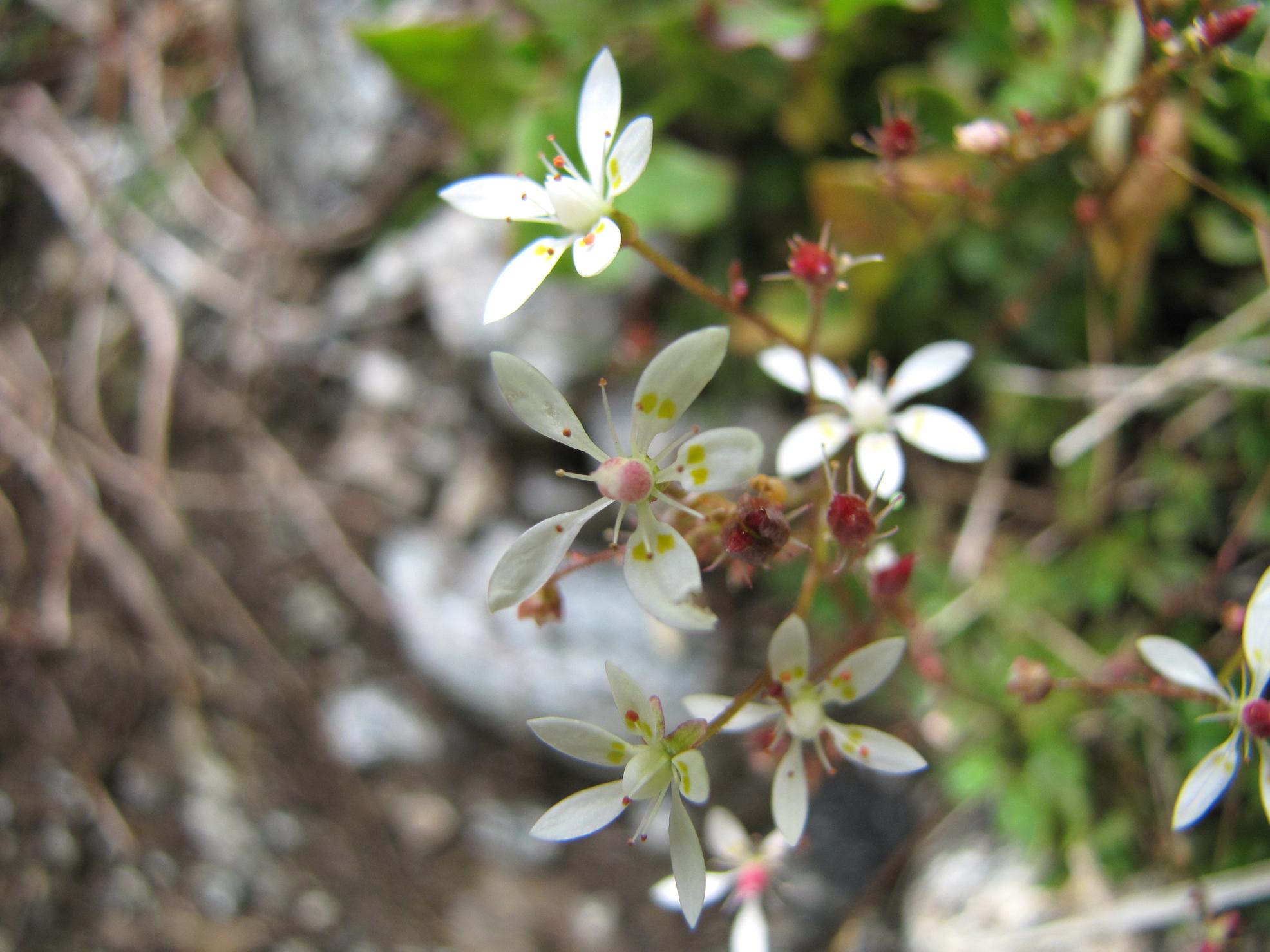Micranthes engleri (=Saxifraga stellaris) / Sassifraga stellata